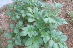 土豆秧用不用打尖和打叉，開花后施什么肥料？