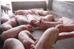 育肥豬不吃食是什么原因，豬不吃食怎么辦？