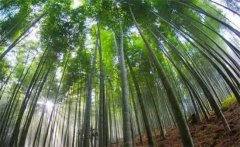 毛竹的生長(zhǎng)特點(diǎn)，毛竹的變種、變型及品種簡(jiǎn)介