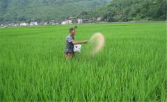 水稻生產(chǎn)為什么要多施鉀肥，水稻怎么施用鉀肥