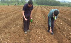 豇豆苗期如何管理？如何確定豇豆的移栽苗齡？