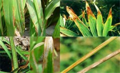 如何預(yù)防黃花菜炭疽病，防治農(nóng)藥是什么藥？