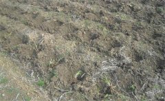 怎樣給黃花菜施肥？黃花菜不同生長(zhǎng)期施什么肥
