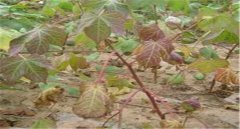 棉花莖枯病的發(fā)病癥狀！棉花莖枯病防治農(nóng)藥！