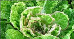 大白菜爛心是怎樣回事 大白菜已爛心還能吃嗎？