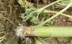如何預(yù)防向日葵細(xì)菌性莖腐病，用什么藥防治？