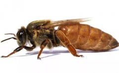 蜂王是如何產(chǎn)生的，怎樣人工培育蜂王？