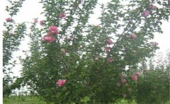 木槿是喬木還是灌木，木槿樹(shù)什么時(shí)候開(kāi)花？