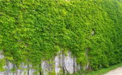 常春藤和爬山虎的區(qū)別是什么？