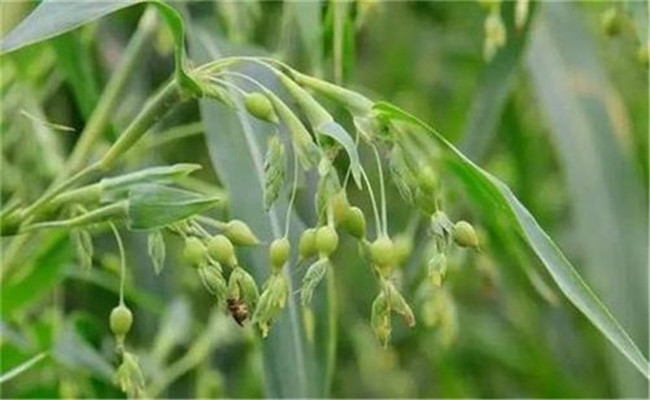 薏苡種植技術(shù)及科學施肥方法