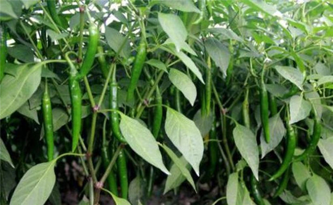 辣椒盛果重高鉀，花多豐產(chǎn)滿地紅