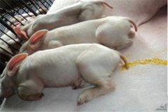 豬吐食拉稀是怎么回事、怎么治、用什么藥治療
