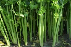 芹菜什么時(shí)間播種，種植芹菜用什么肥料合適