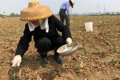 種植玉米怎么施底肥好，玉米為什么會長杈子