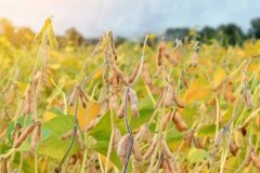 大豆收獲時(shí)間是什么時(shí)候，大豆有哪些種類(lèi)？