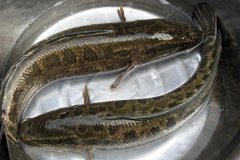 黑魚最大能長多少斤，黑魚與鯰魚有什么區(qū)別