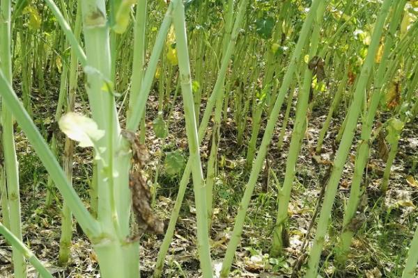 油菜桿開(kāi)裂用什么藥