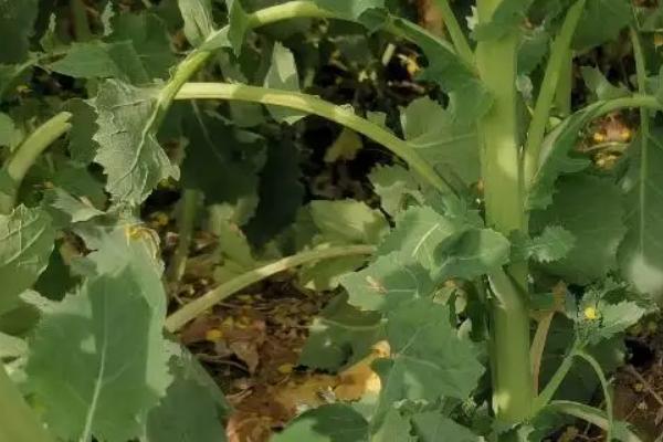 油菜桿開(kāi)裂是什么原因