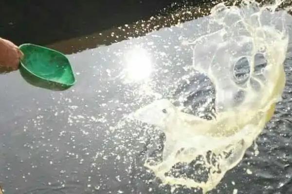 敵百殺蟲(chóng)劑魚(yú)塘用量