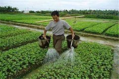 施用沖施肥的優(yōu)點，怎樣沖施肥料不浪費？