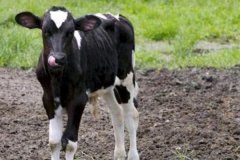 如何預防新生牛犢拉稀、牛犢拉稀用什么藥用藥