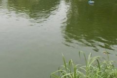 魚(yú)塘水變綠是怎么回事、怎么處理 對(duì)魚(yú)有影響嗎