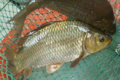魚類怎樣繁殖下一代，魚類繁殖方式有哪幾種