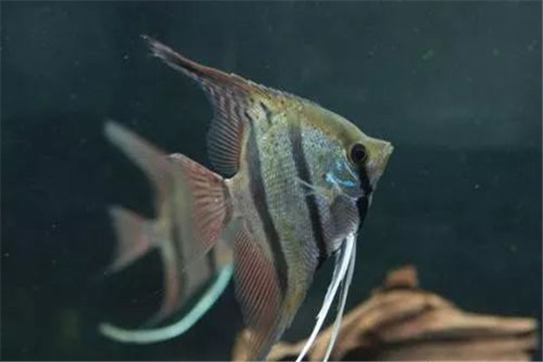 神仙魚(yú)雌雄鑒別方法