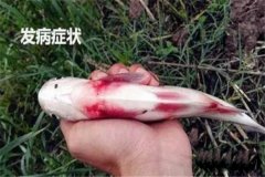 草魚出血病怎么治療，有哪些癥狀？