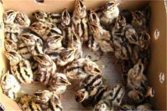 鵪鶉育雛技術(shù)要點(diǎn)：育雛濕度、溫度與密度要求