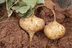 涼薯種植時(shí)間和方法，涼薯的生長周期問題