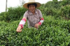 茶葉采摘方法 茶葉合理采摘的要求有哪些？