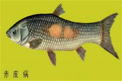 養(yǎng)殖魚類怎樣防治赤皮??？如何預(yù)防？
