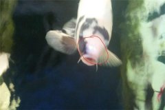 魚池如何防治白頭白嘴病？怎樣預(yù)防？