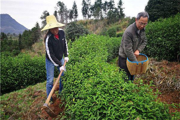 幼齡茶樹的除草、松土