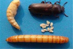 黃粉蟲卵、幼蟲、蛹和成蟲的形態(tài)特征介紹
