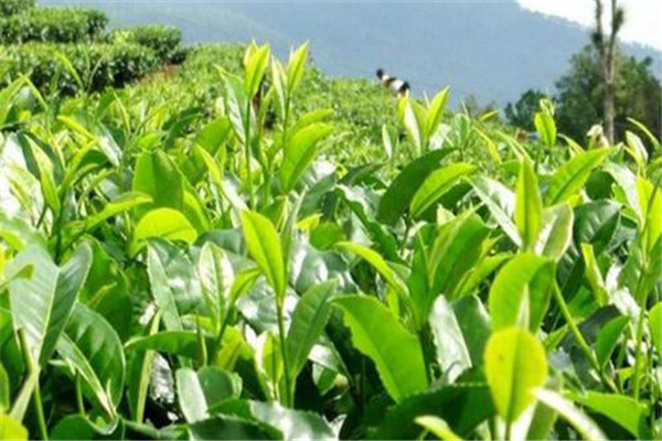 茶樹(shù)引種的方法及其注意事項(xiàng)