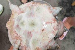 怎樣防治甲魚腐皮病，其癥狀表現(xiàn)如何？