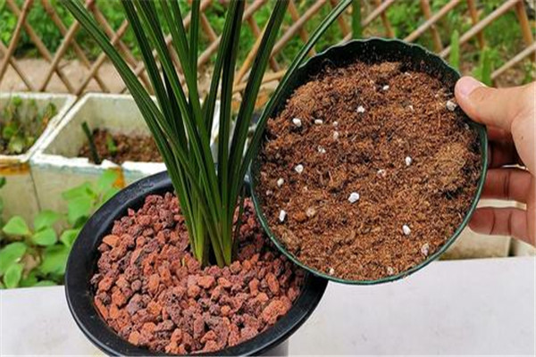 怎樣播種熱帶蘭花，熱帶蘭的種植方法