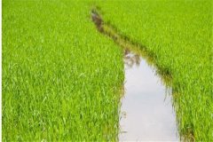 水稻前期、中期和后期的濕潤灌溉技術要點簡介