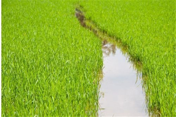 水稻前期、中期和后期的濕潤灌溉技術(shù)