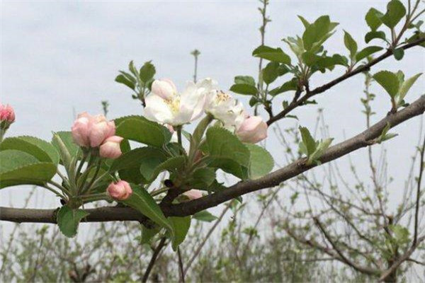 如何讓蘋果樹提早結(jié)果、提前結(jié)果