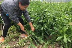 魚(yú)飼料來(lái)源有哪些途徑？