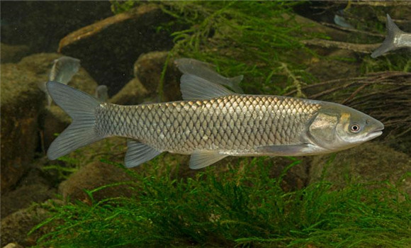 草魚