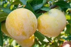 奈李產(chǎn)地是哪里，奈李什么時候成熟上市？
