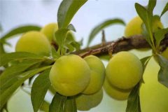 蜂糖李產(chǎn)地在哪里？適合在哪些地區(qū)種植？