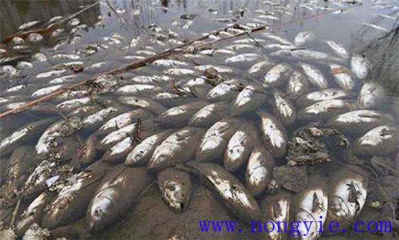 越冬魚種的預(yù)防與補救措施