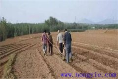 小麥種子畝用量是多少，播種前需不需要泡水