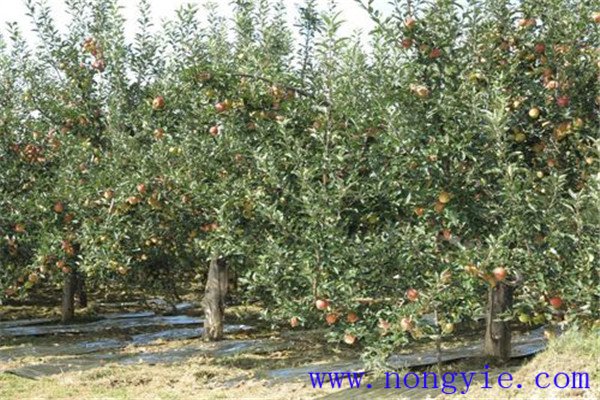 中國(guó)蘋(píng)果種植歷史