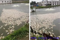 池塘魚中毒與泛塘有什么區(qū)別，如何辯別？